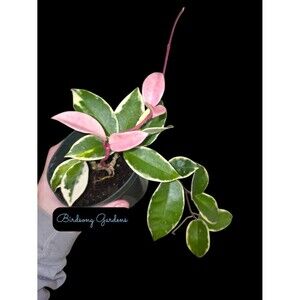 Hoya Tricolor Krimson Queen Live Rooted Plant 4" Pot Gorgeous Pink 🩷 Leaves
